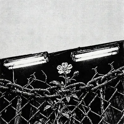 Square 1:1 album cover artwork: a flower growing through a rusted fence, harsh flash, high contrast black and white, pure post-punk energy