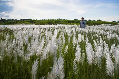 Use the uploaded photo as the only identity reference and place the person naturally into a beautiful white Kashful (Kans grass) field like the