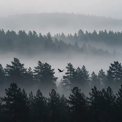 Layered ridges of dark pine forest fading into thick morning fog, a raven gliding between silhouetted treetops. Minimalist landscape photography