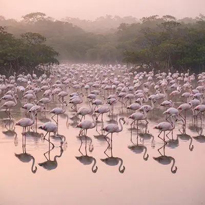 Hundreds of flamingos wading in a shallow pink-tinted lagoon at dawn, reflections doubling the flock, mangroves behind. Wildlife landscape