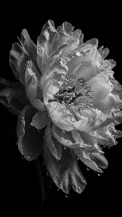 A single white peony blooms in extreme detail against pure black, water droplets on petals, vertical 9:16 macro composition. Fine art black and white