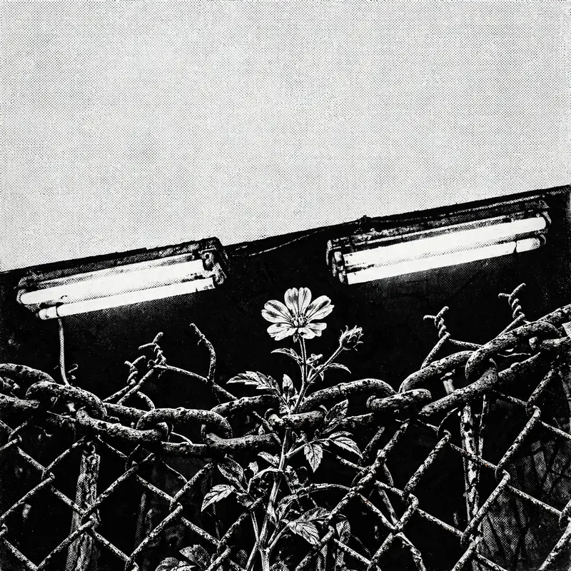Square 1:1 album cover artwork: a flower growing through a rusted fence, harsh flash, high contrast black and white, pure post-punk energy