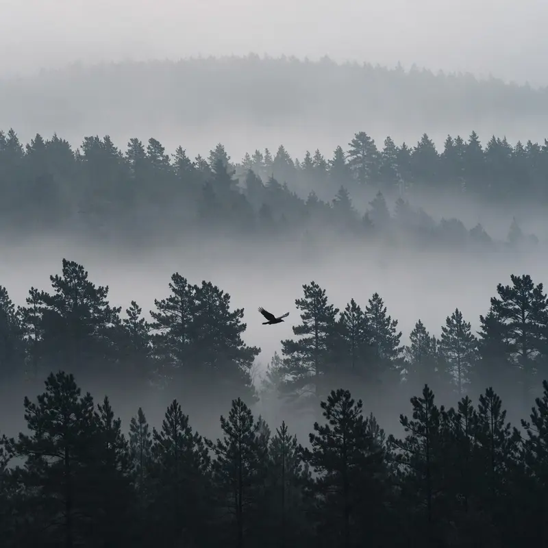 Layered ridges of dark pine forest fading into thick morning fog, a raven gliding between silhouetted treetops. Minimalist landscape photography