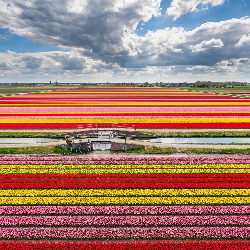 Endless striped rows of red, yellow and pink tulips in the Netherlands under dramatic cumulus clouds, a vintage bicycle leaning on a canal bridge