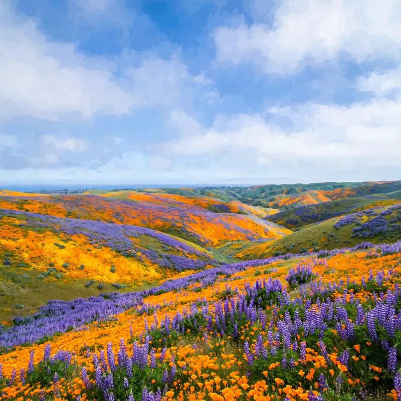 A California hillside exploding in a rare wildflower superbloom, orange poppies and purple lupine to the horizon under blue sky. Spring landscape