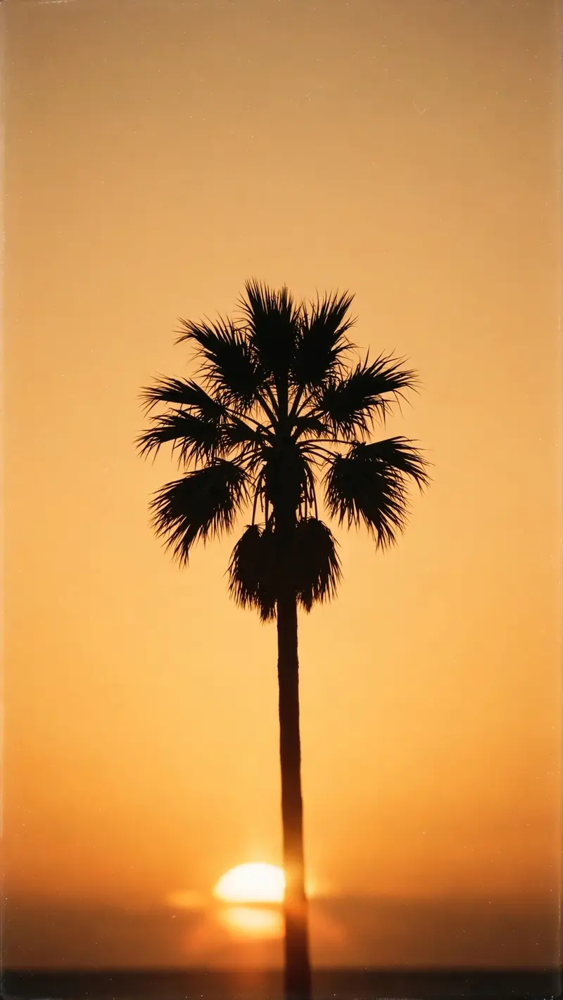 A single palm tree silhouette against a golden-orange gradient sky, sun low on the horizon, subtle film grain, vertical 9:16 composition. Minimal