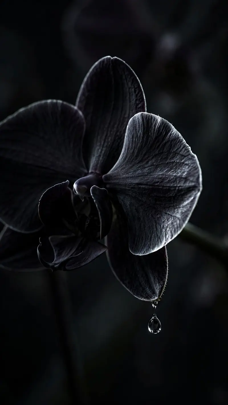 A black orchid blooms against deep charcoal, single petal catching silver light, water drop suspended, vertical 9:16 macro composition. Dark